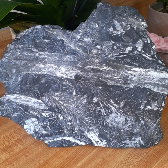 NATURE Garden ART Fossil fern slab airplant decor White Fern Frond - Picture 7 of 8